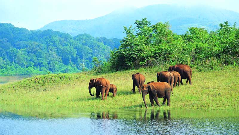 Thekkady Adventure