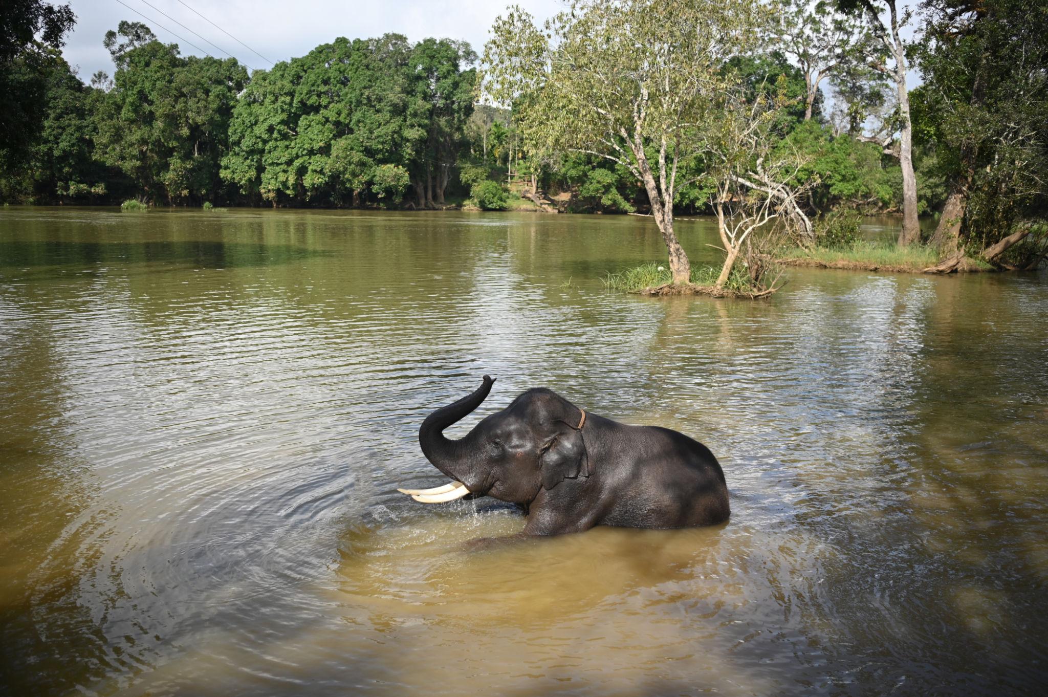 Kodagu-Coorg Nagaland